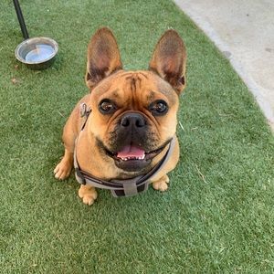 Meet your Posher, Angeles